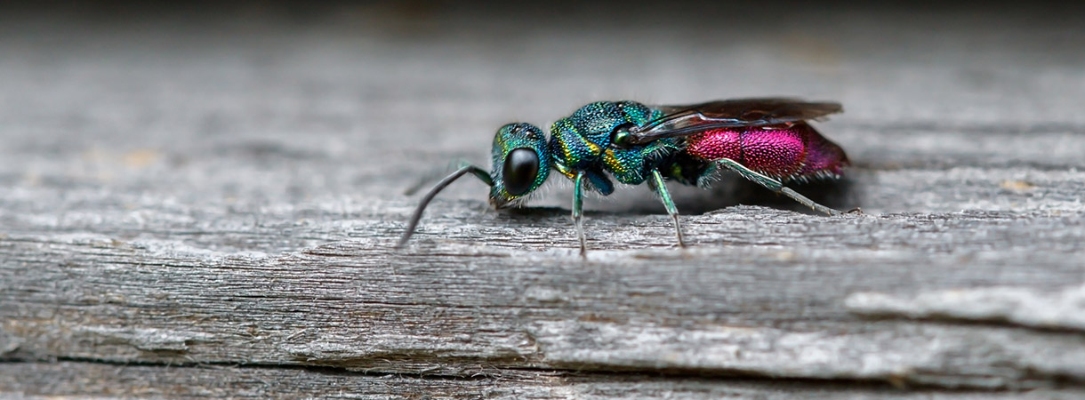 Cuckoo wasps are becoming endangered faster than their host species