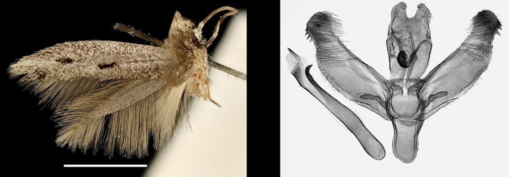 A pinned specimen of the Elachista concubia butterfly and an image of its genital preparate.